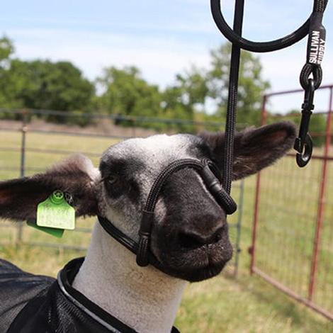 Sullivan Supply Sheep And Goat Halter With Snap Lead