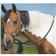 Mustang Deluxe Bitless Bridle SIL/BK/WHITE